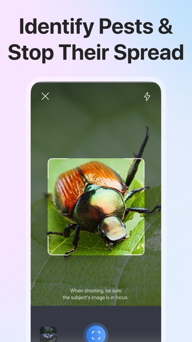 Picture Insect: Bug Identifier