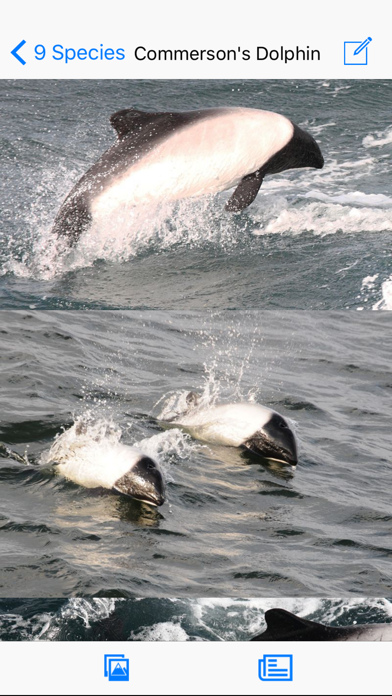 Antarctic Wildlife Guide