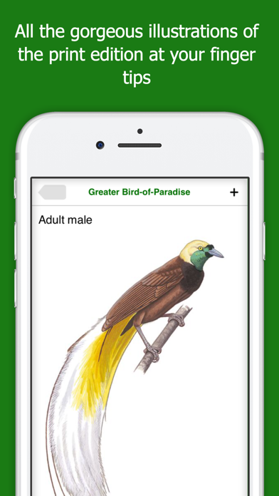 Birds of New Guinea