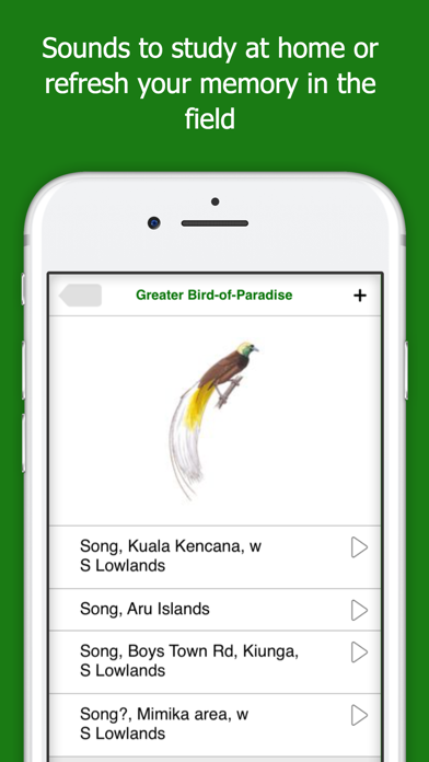 Birds of New Guinea