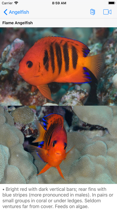 Scuba Fish Hawaii