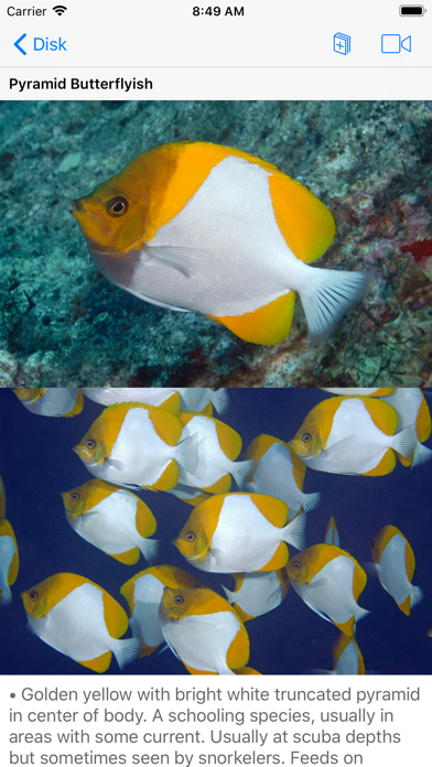 Scuba Fish Hawaii