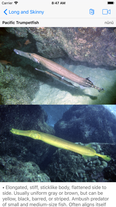 Scuba Fish Hawaii