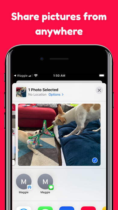 Waggie - Pet Social Network