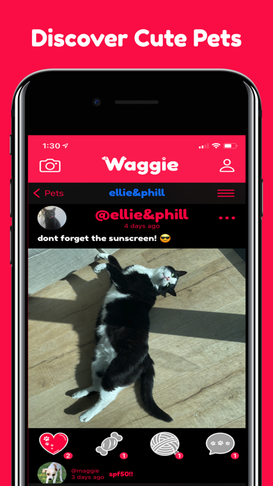 Waggie - Pet Social Network