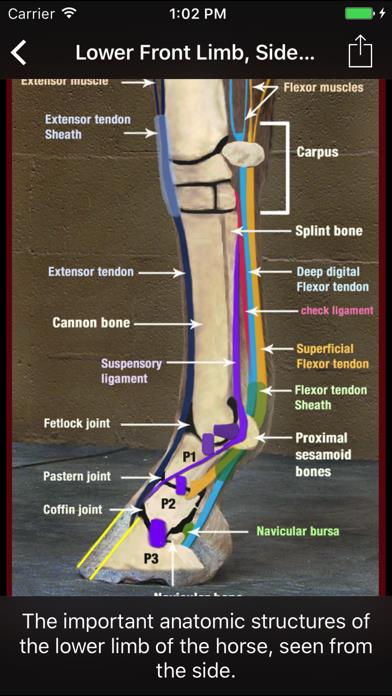 Horse Side Vet Guide