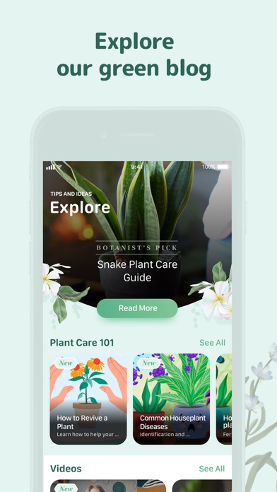 Blossom - Plant Care Guide