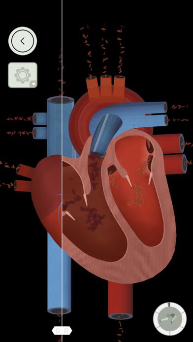 The Human Body by Tinybop