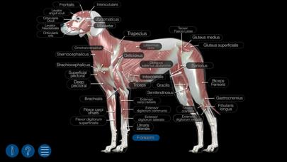 Dog Anatomy: Canine 3D