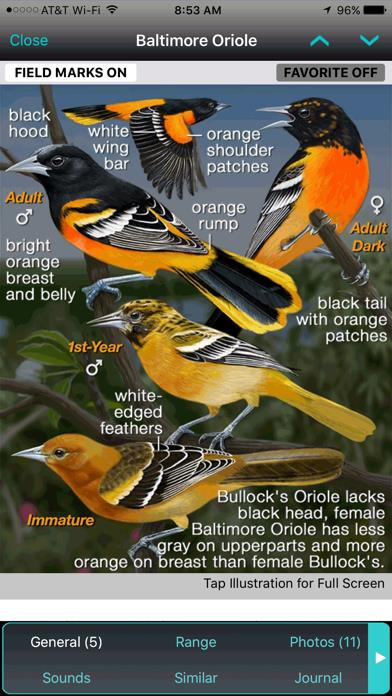 iBird Yard+ Guide to Birds
