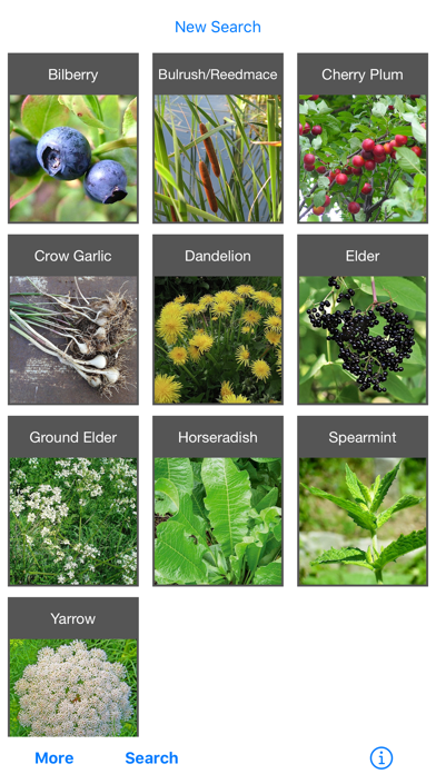 Forage - Wild Free Food