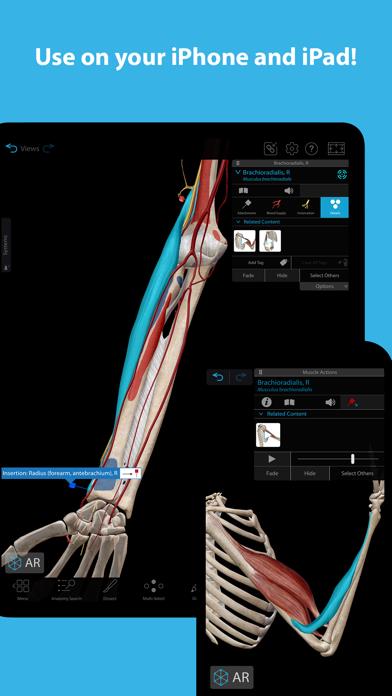 Muscles & Kinesiology