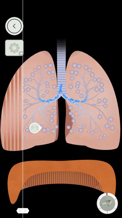 The Human Body by Tinybop