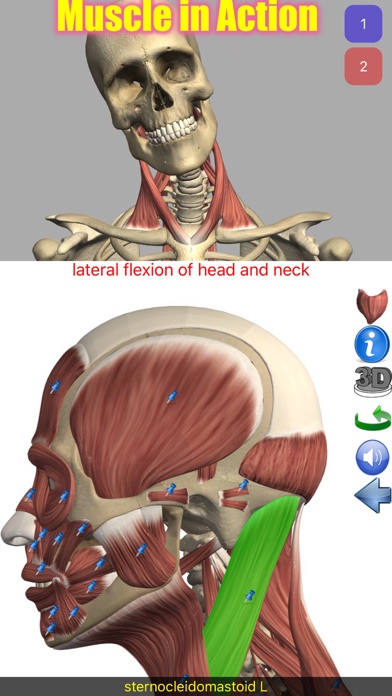 Visual Anatomy