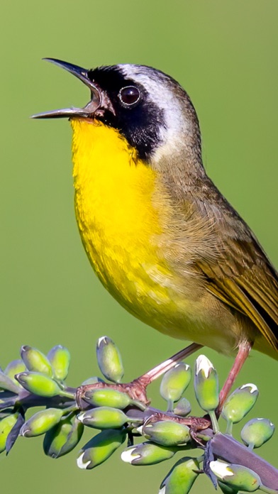 Merlin Bird ID by Cornell Lab