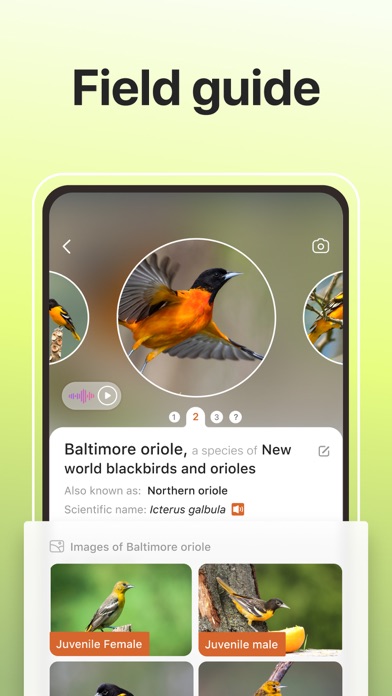 Picture Bird: Birds Identifier