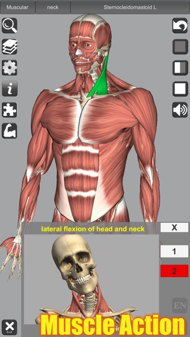 3D Anatomy