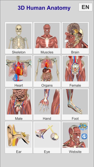 3D Anatomy