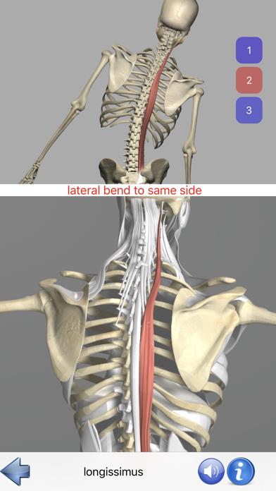 Visual Anatomy