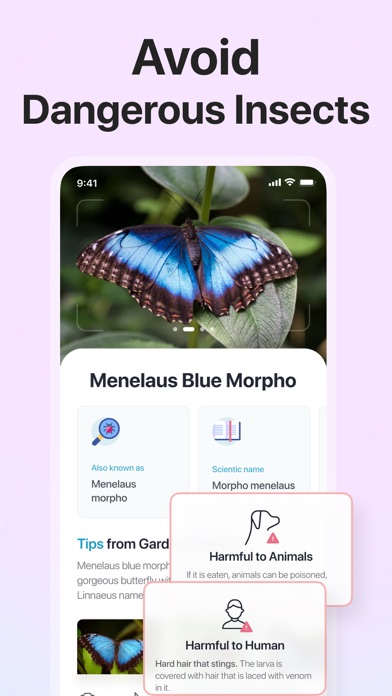 Picture Insect: Bug Identifier