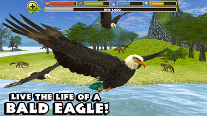 Eagle Simulator