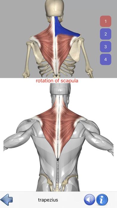 Visual Anatomy