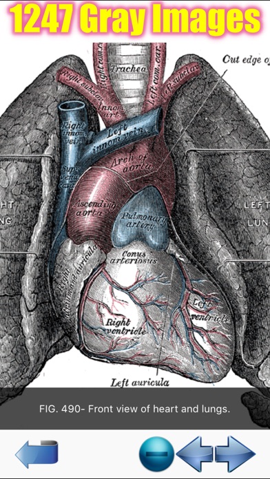 Visual Anatomy