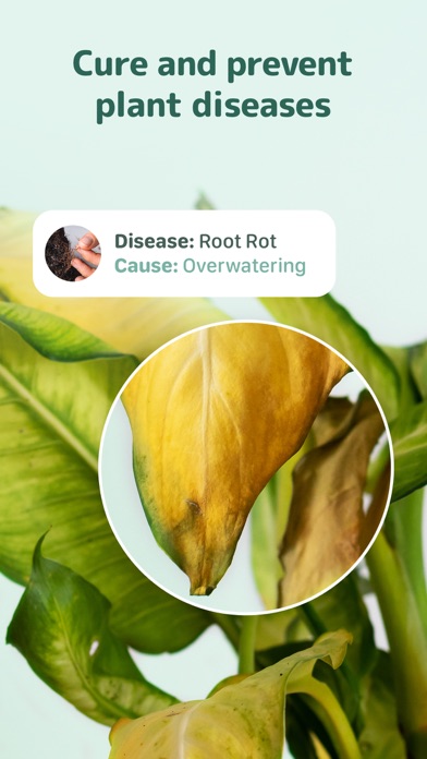 Blossom - Plant Care Guide