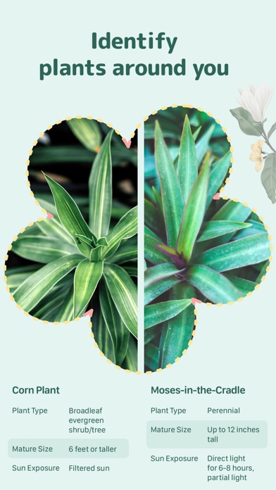 Blossom - Plant Care Guide
