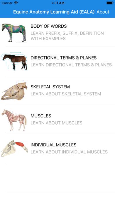 Equine Anatomy Learning Aid