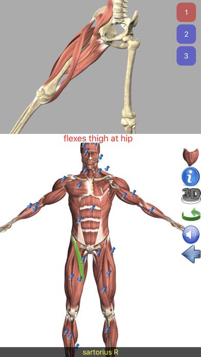 Visual Anatomy