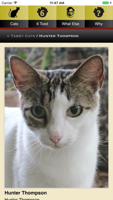 Hemingway Cats