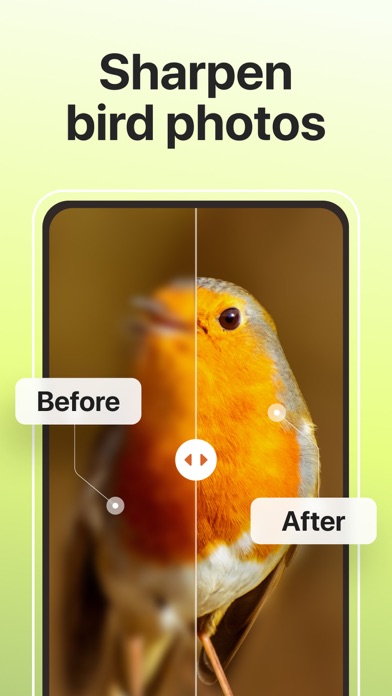 Picture Bird: Birds Identifier