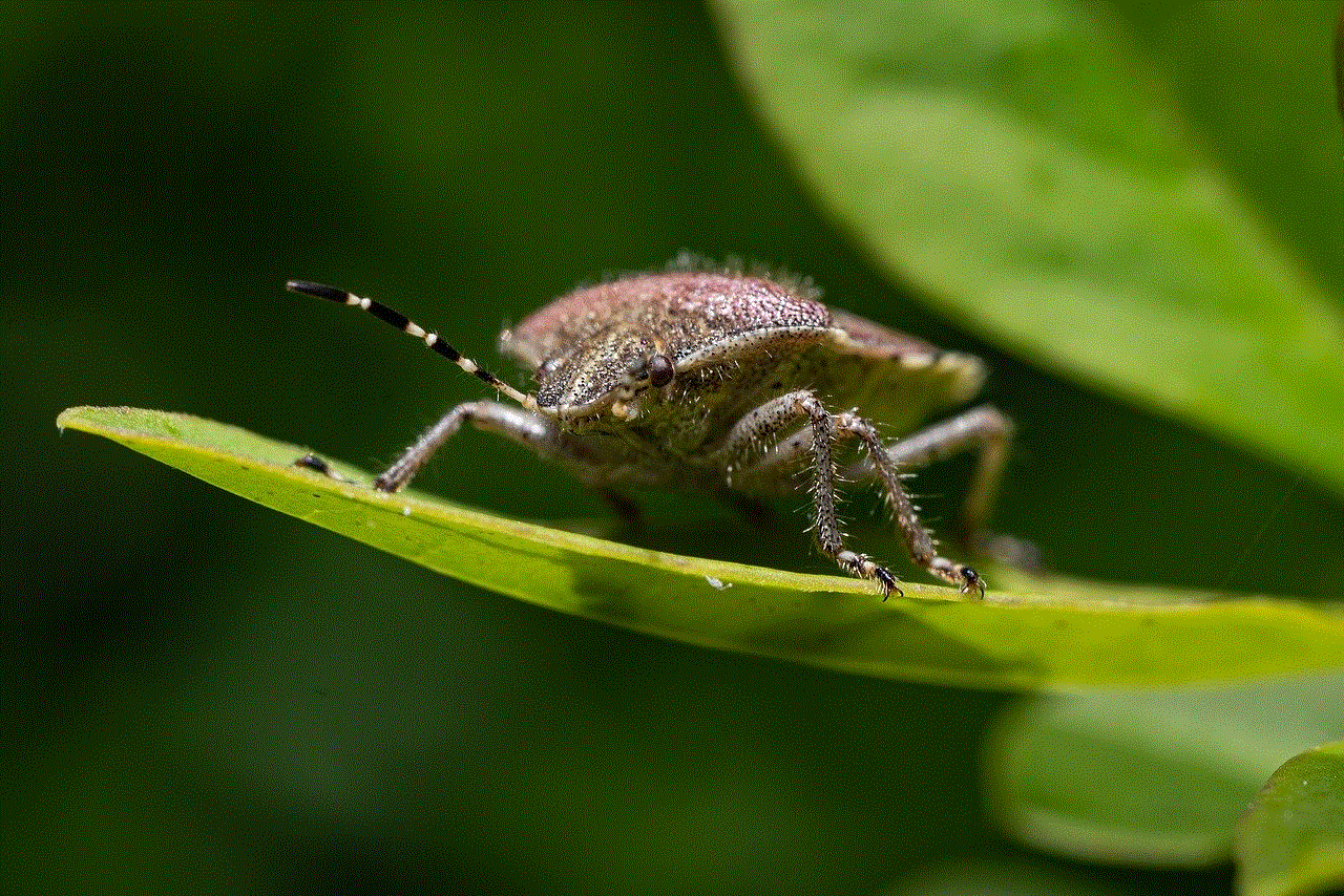 Beetle Insect