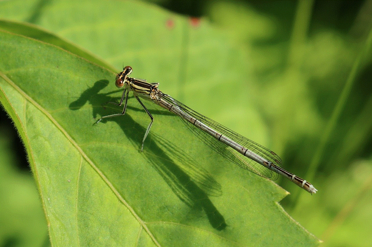 Dragonfly Insect