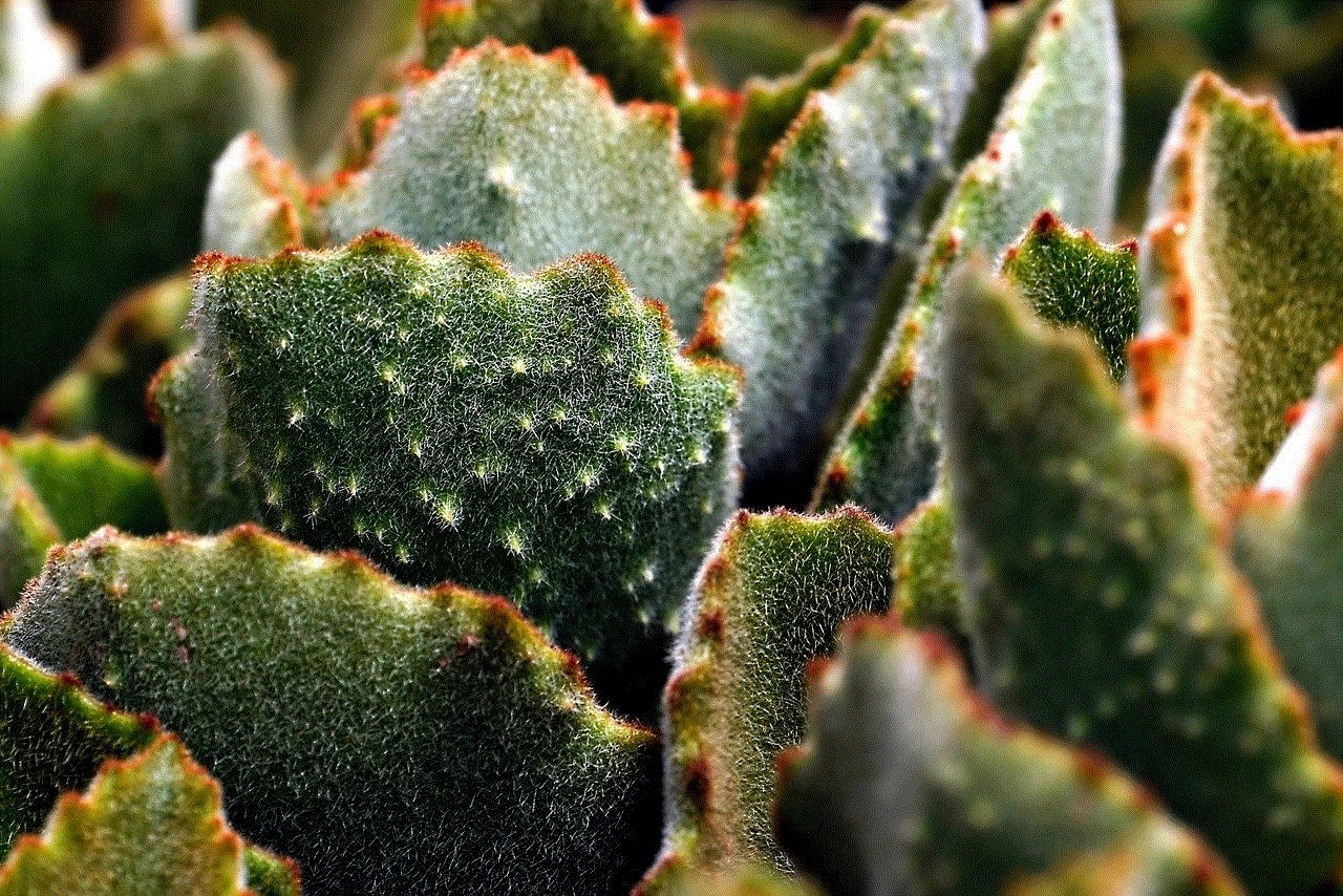 Cactus Nature