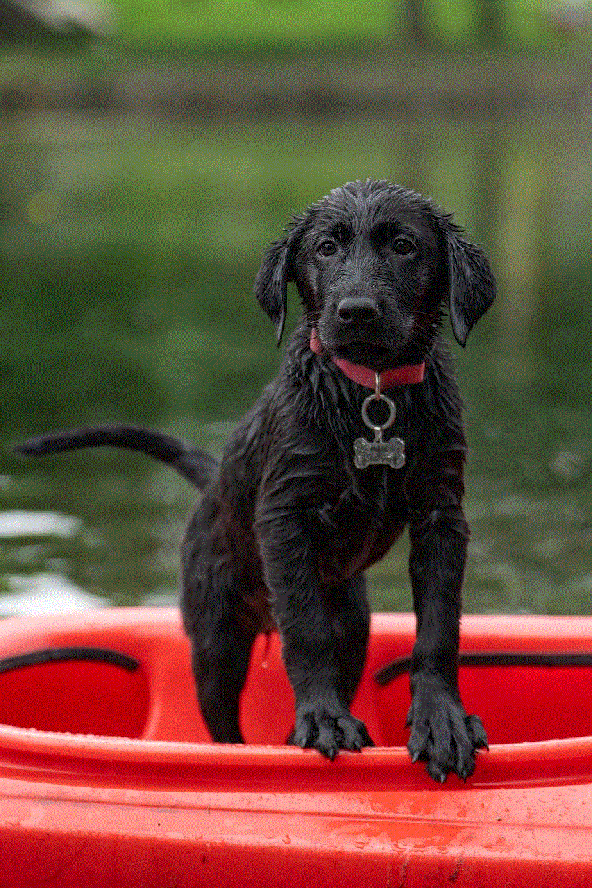 Labrador Pet