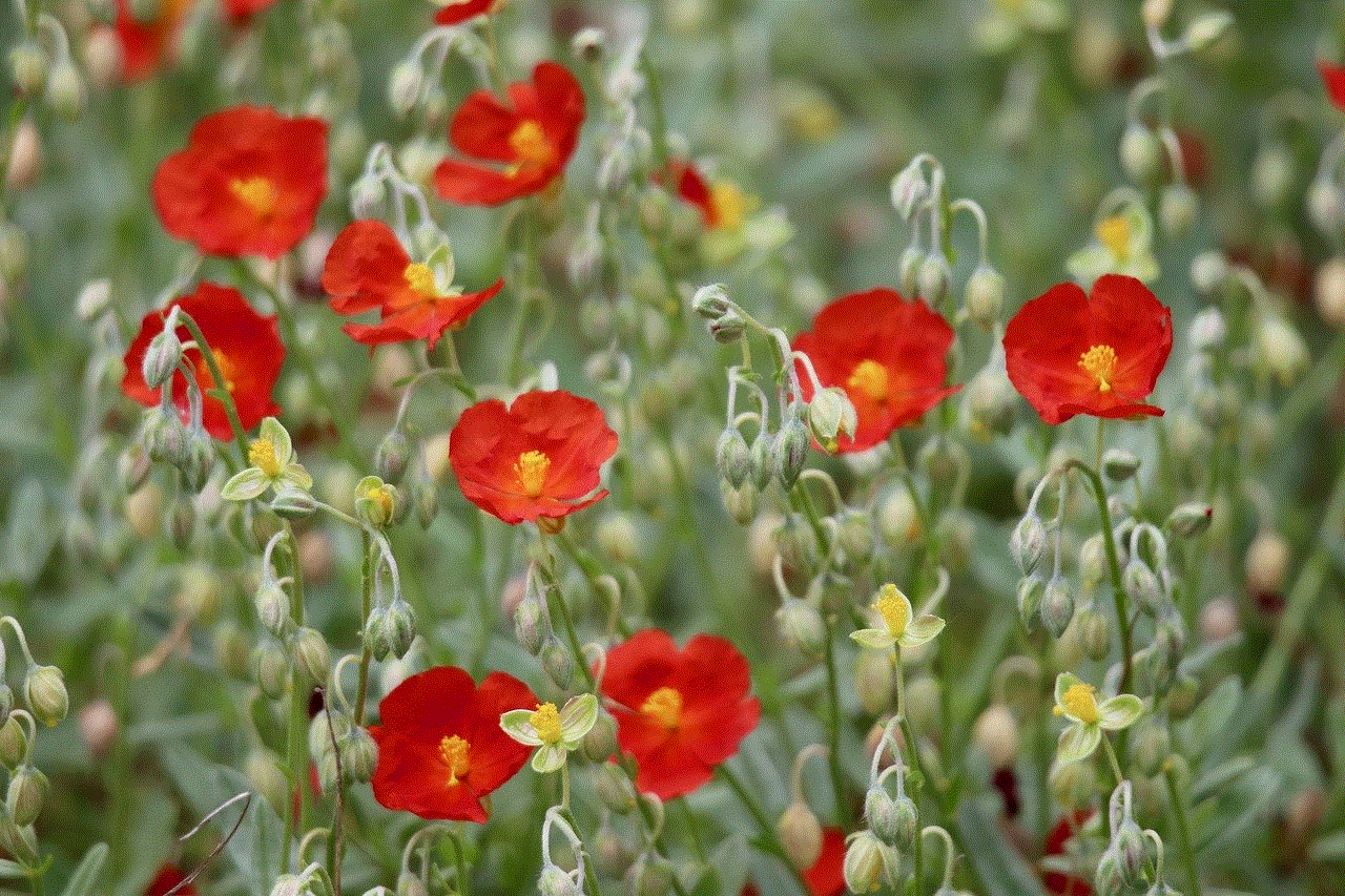 Helianthemum Red Flowers