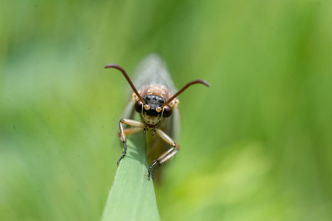 Dragonfly Insect