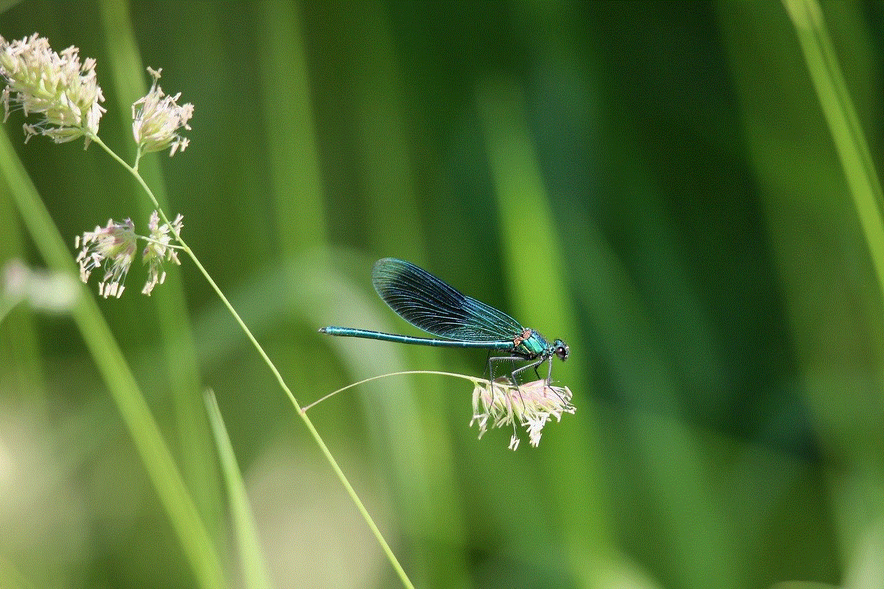 Dragon-Fly Insect