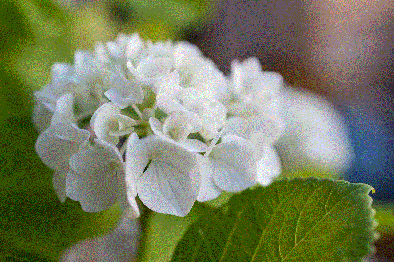 Flower Hydrangea