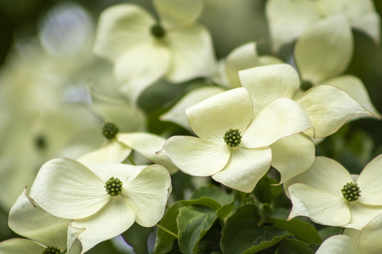 Dogwood Beautiful Flowers