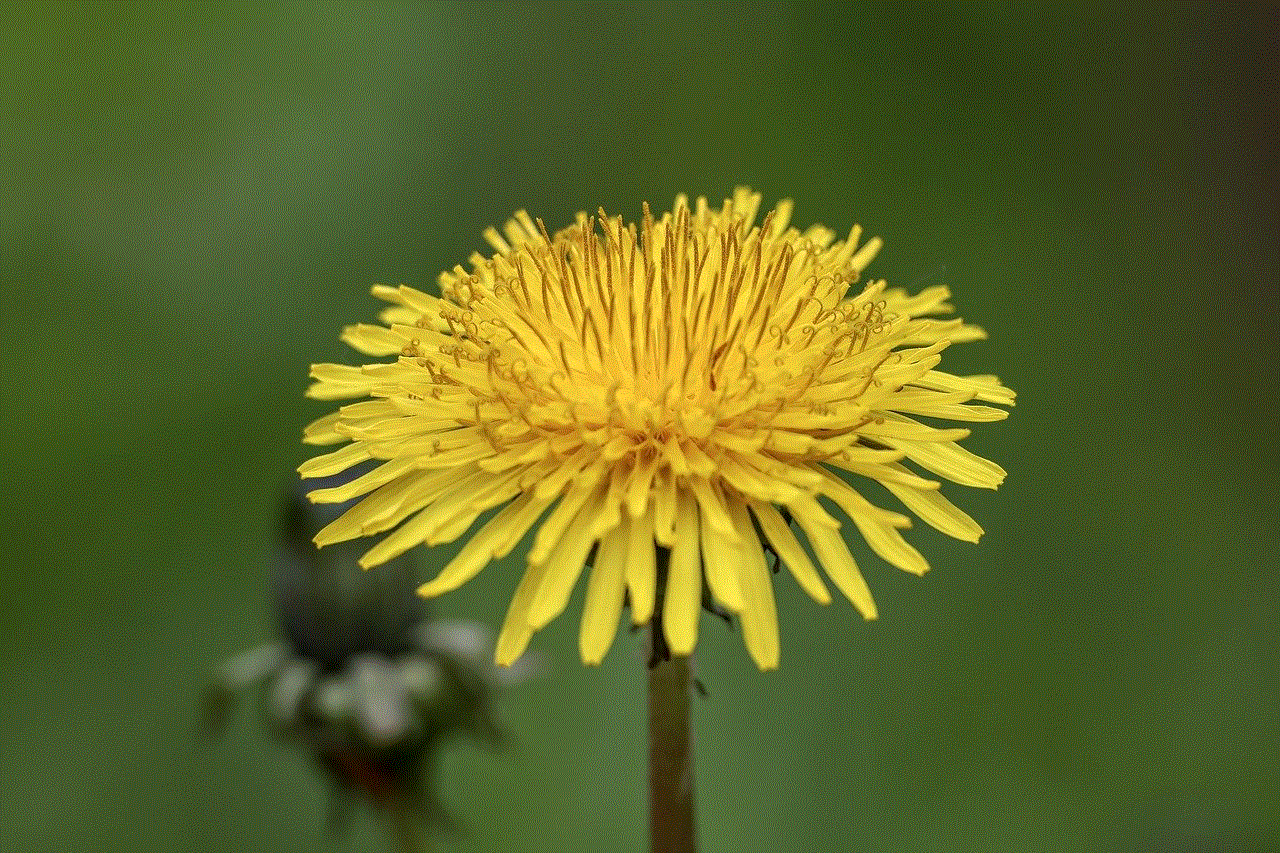 Dandelion Flower