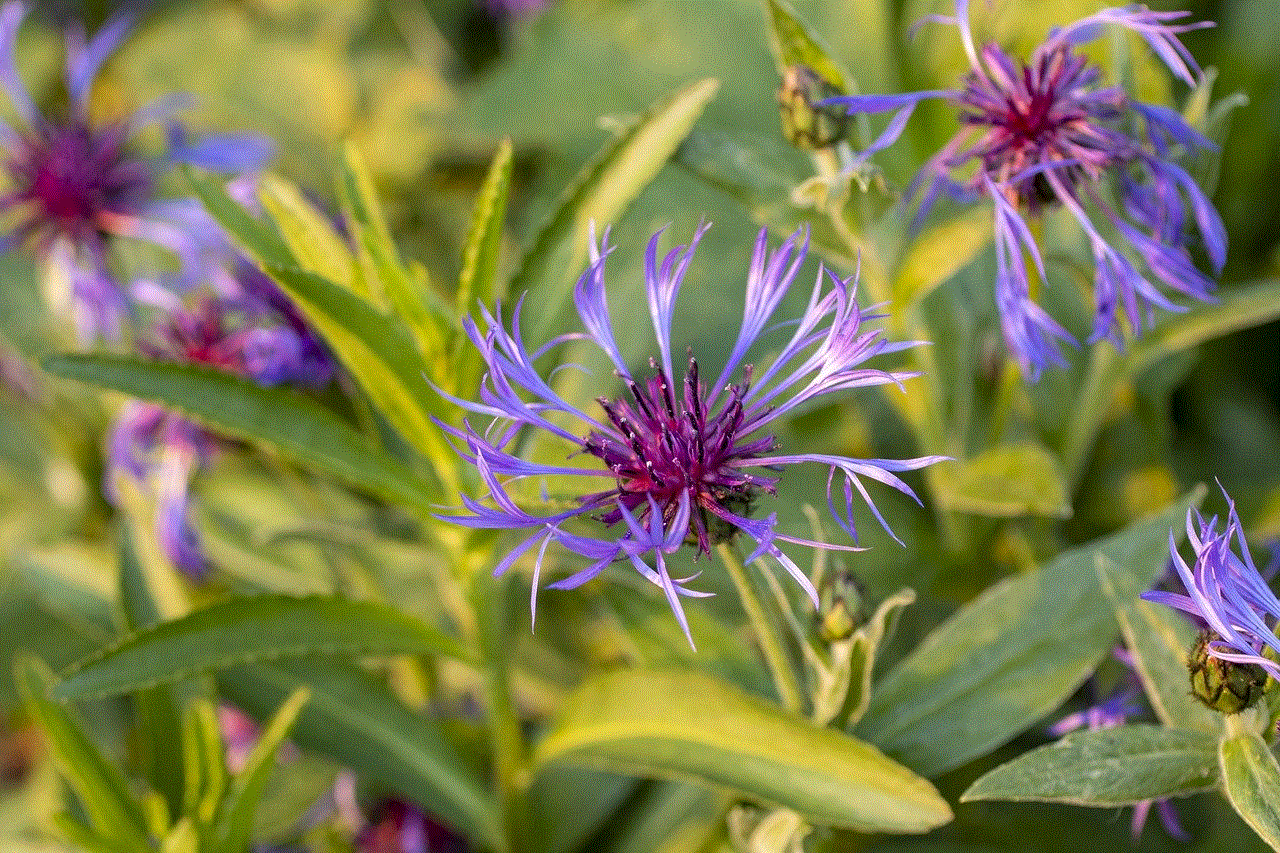 Flowers Corn Flower