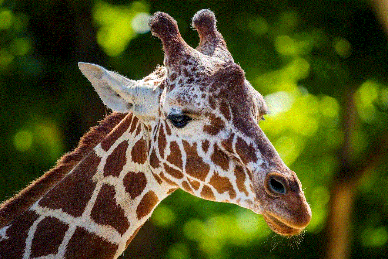Giraffe Mammal