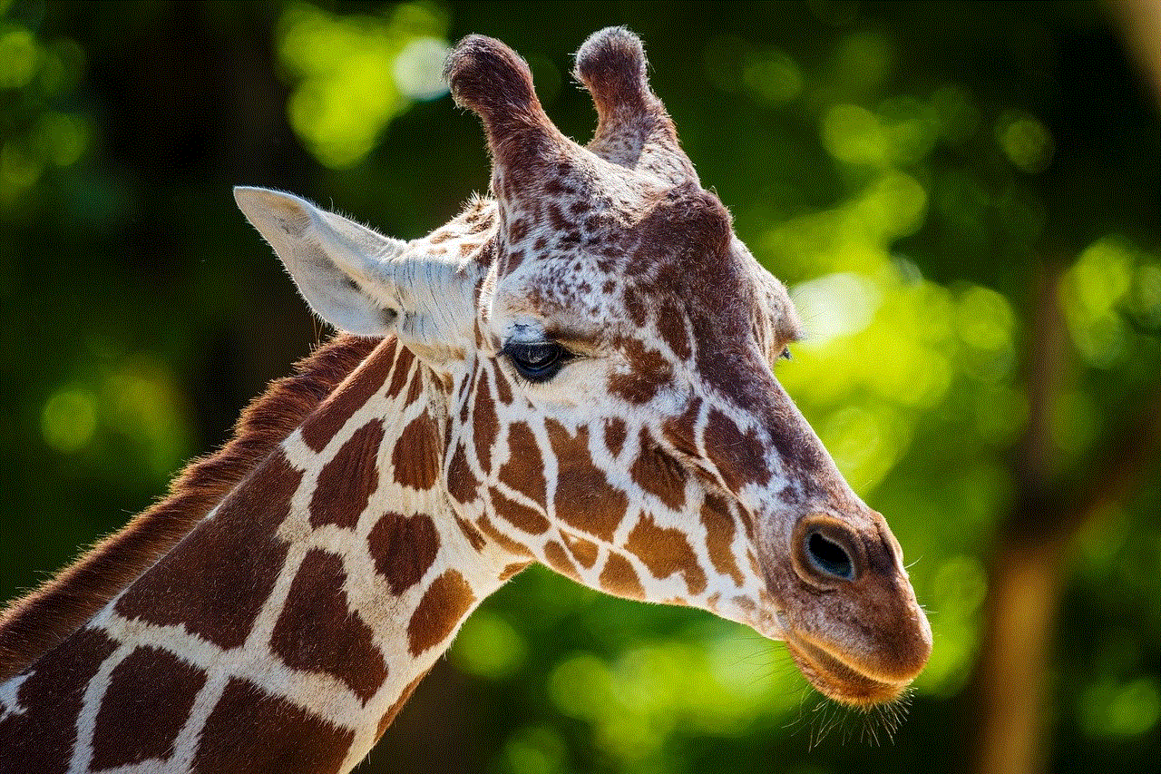 Giraffe Mammal Giraffe Mammal