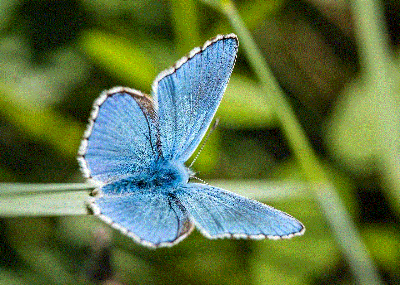 Blue Butterfuly Butterfly