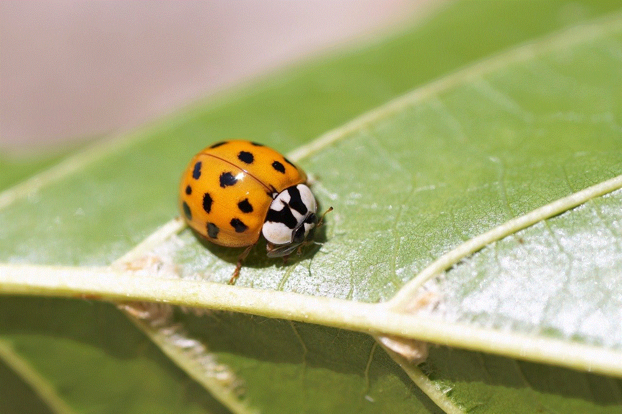 Ladybug Insect