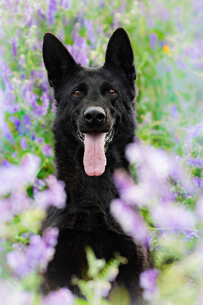 Dog German Shepherd