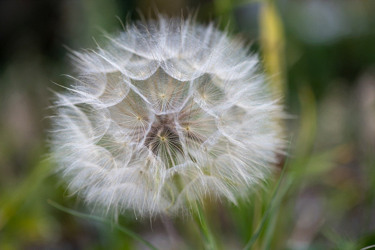 Flower Tragopogon Dubius